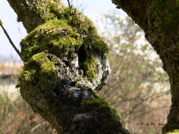 Bois des Moutiers (85) mars 2012